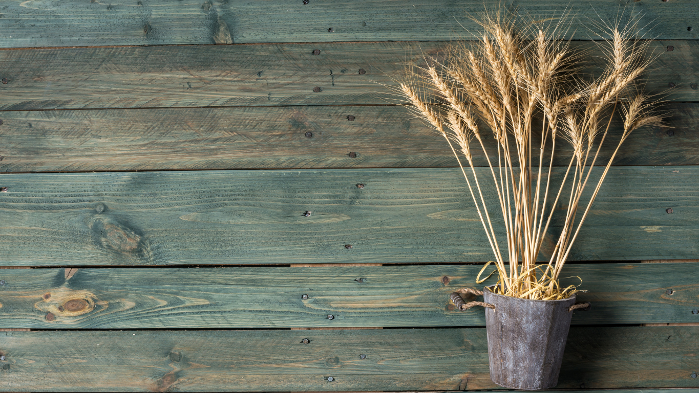 In the News: New Wheat to Survive the Heat