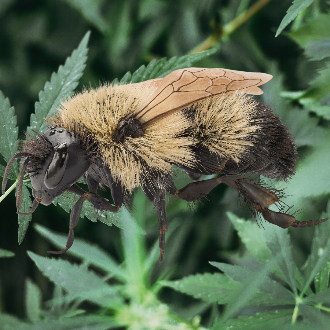 Hemp and Sustainable Agriculture with Dr. Heather Grab