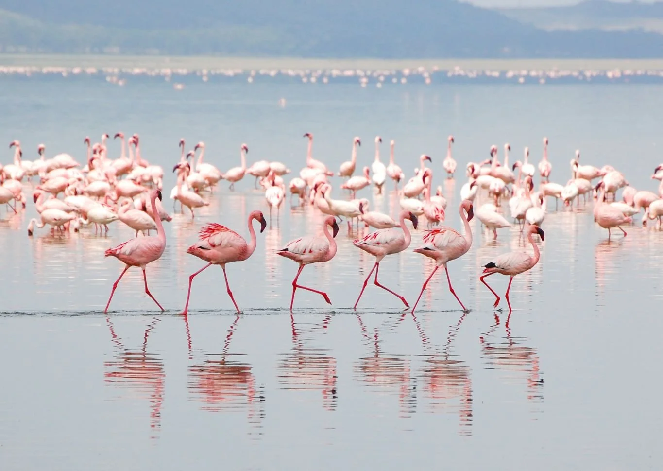 In the News: Flamingos and Global Warming