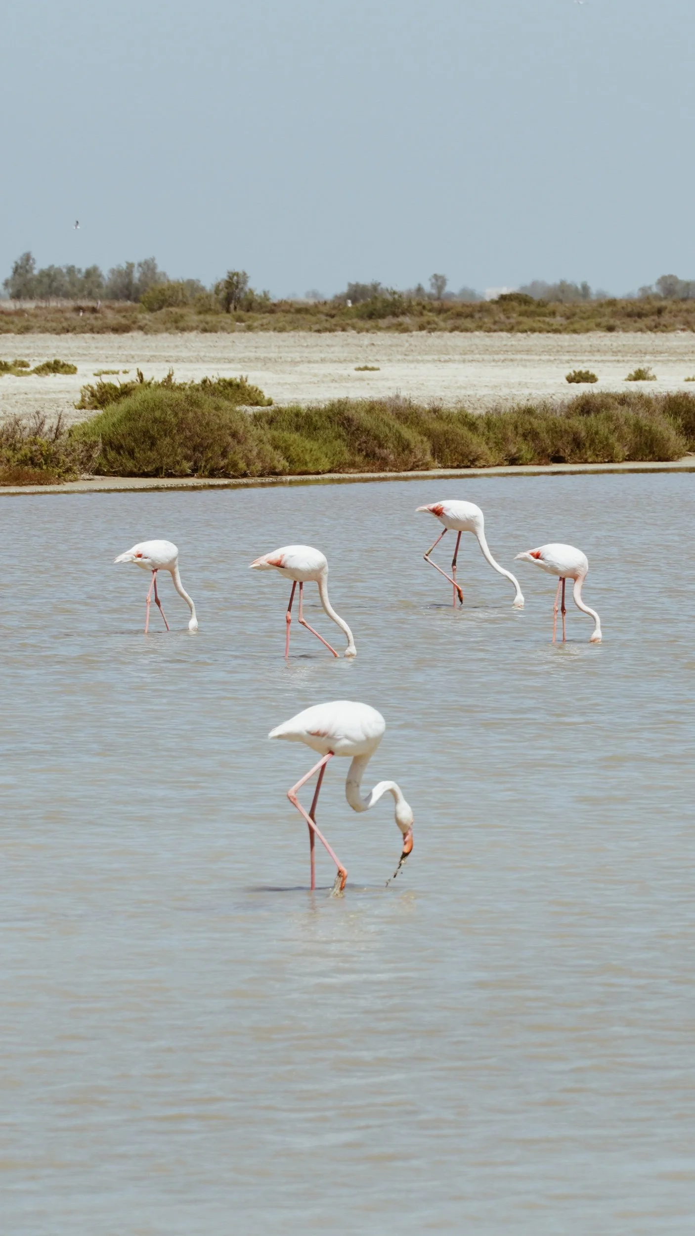 Lavendelduft und Moskitoschutz - in der Provence und Camargue