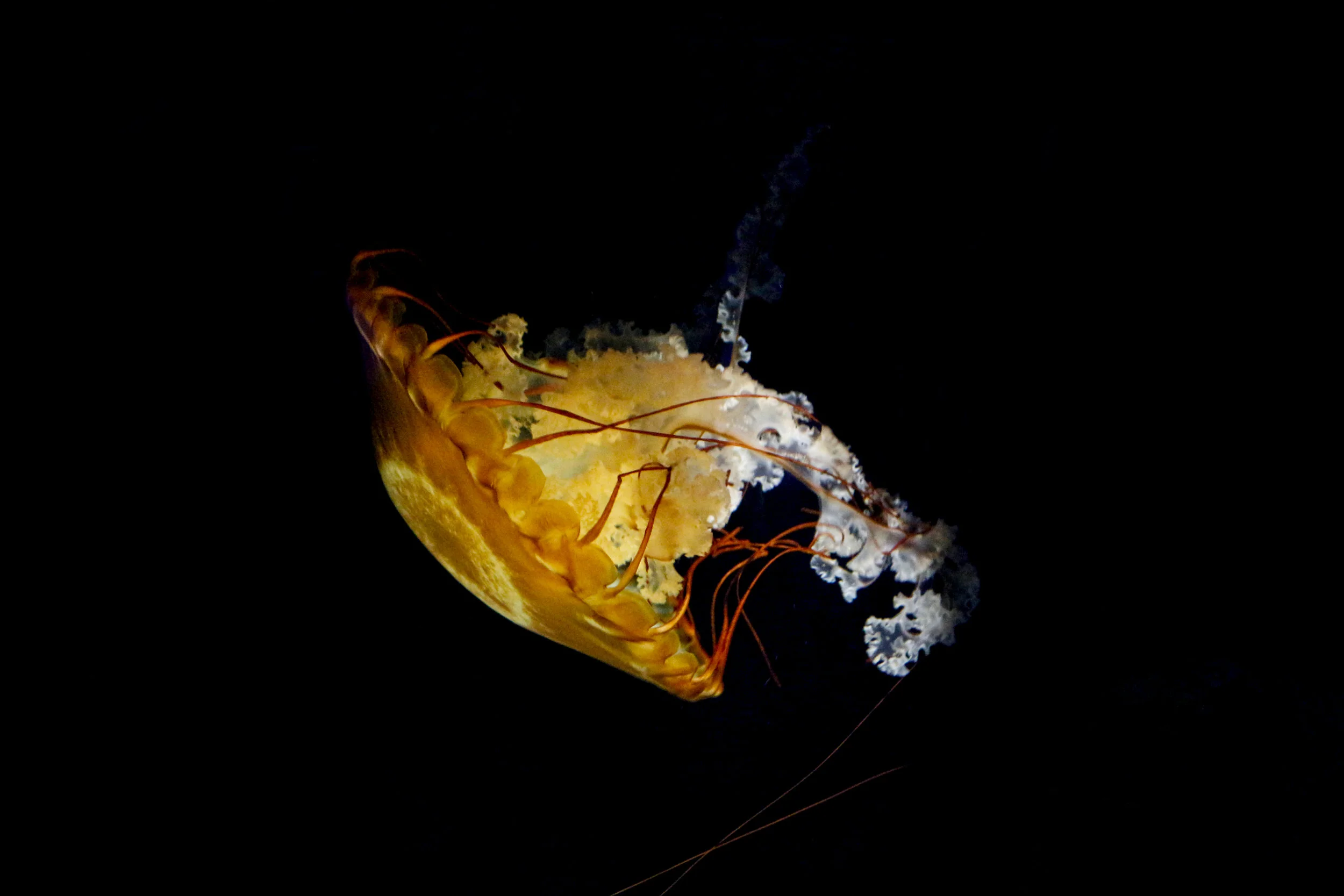 New England Aquarium - 2018