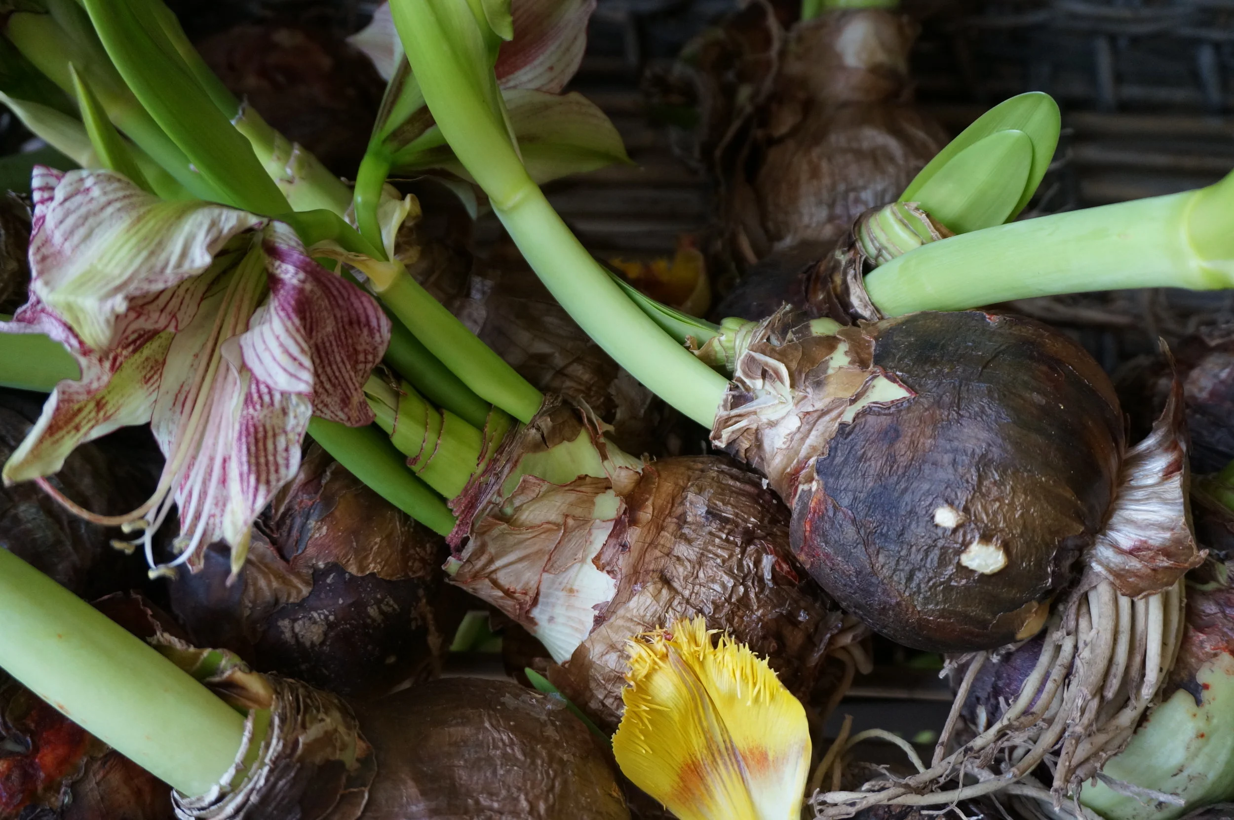 Amsterdam, Netherlands - 2016