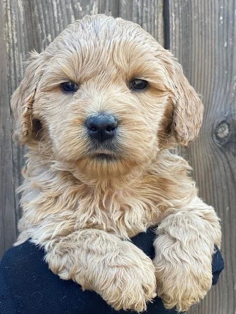 Neon Yellow Collar Male