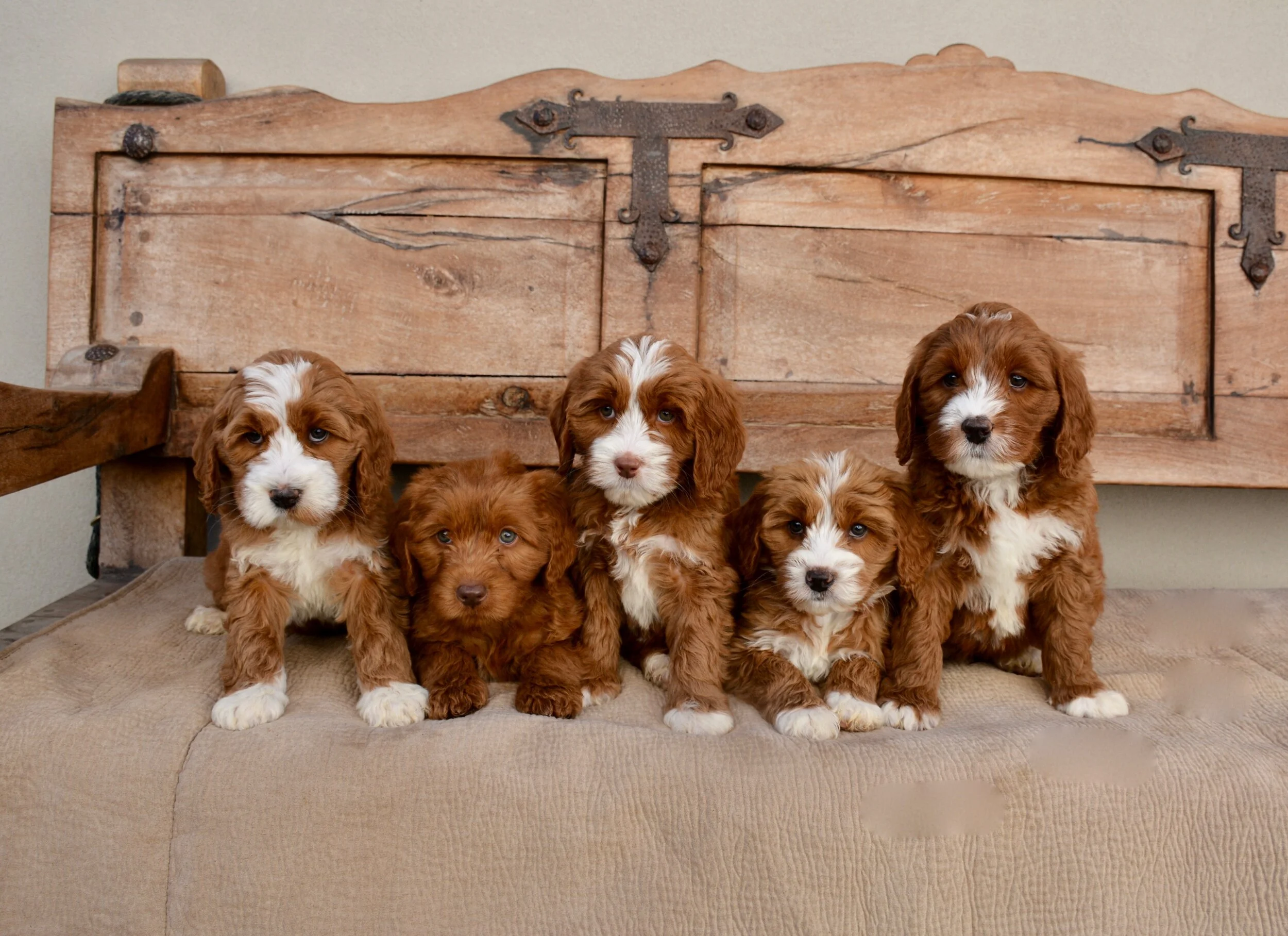 puppy love labradoodles