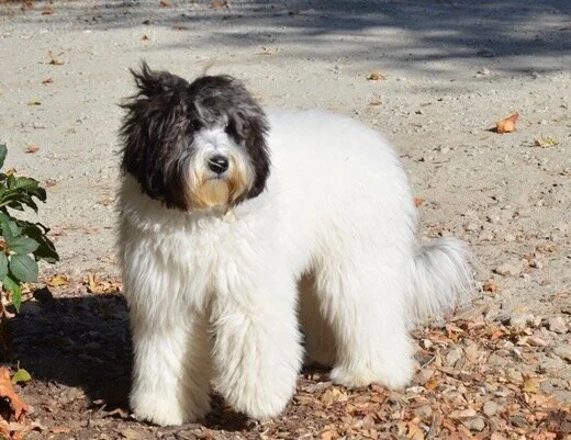 Loveable Labradoodles Riley