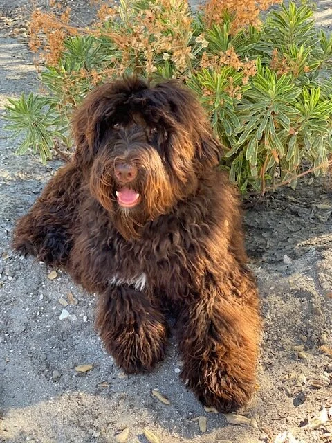 Loveable Labradoodles Sergio
