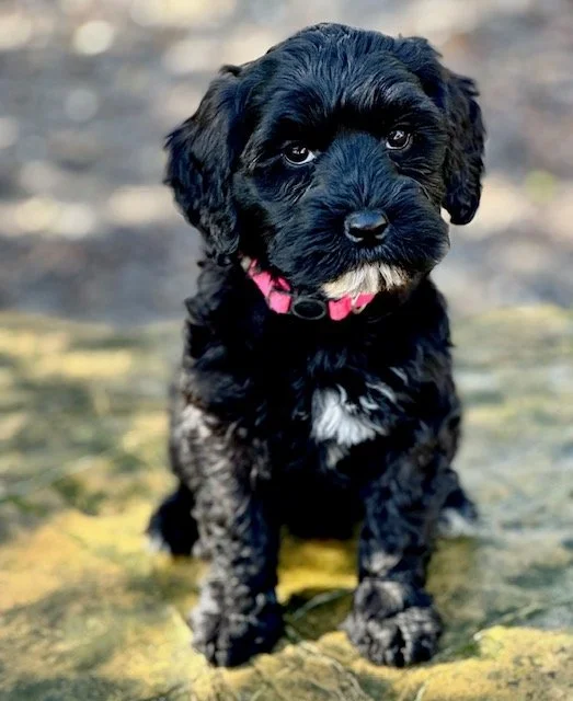 Loveable Labradoole Puppy Hedy Hansel Pink Collar