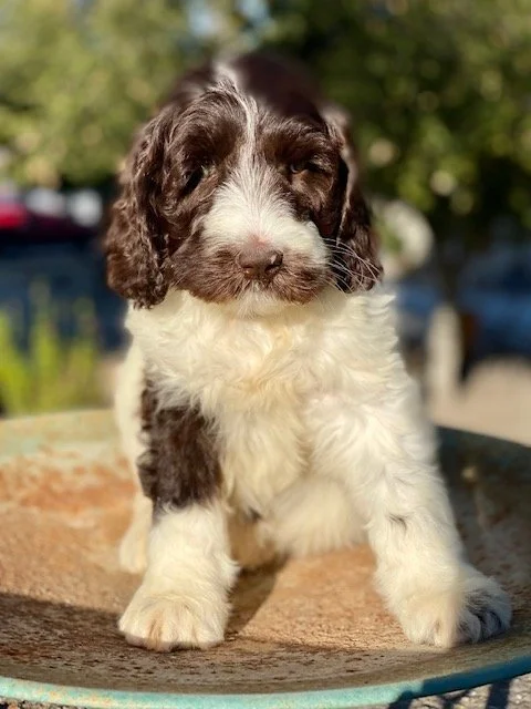 Labradoodle Puppy