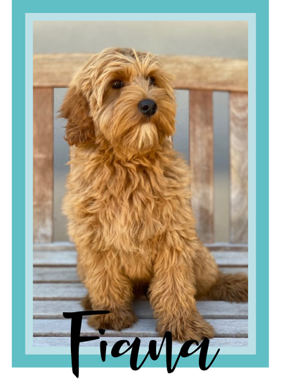 Fiana Labradoodle Dam