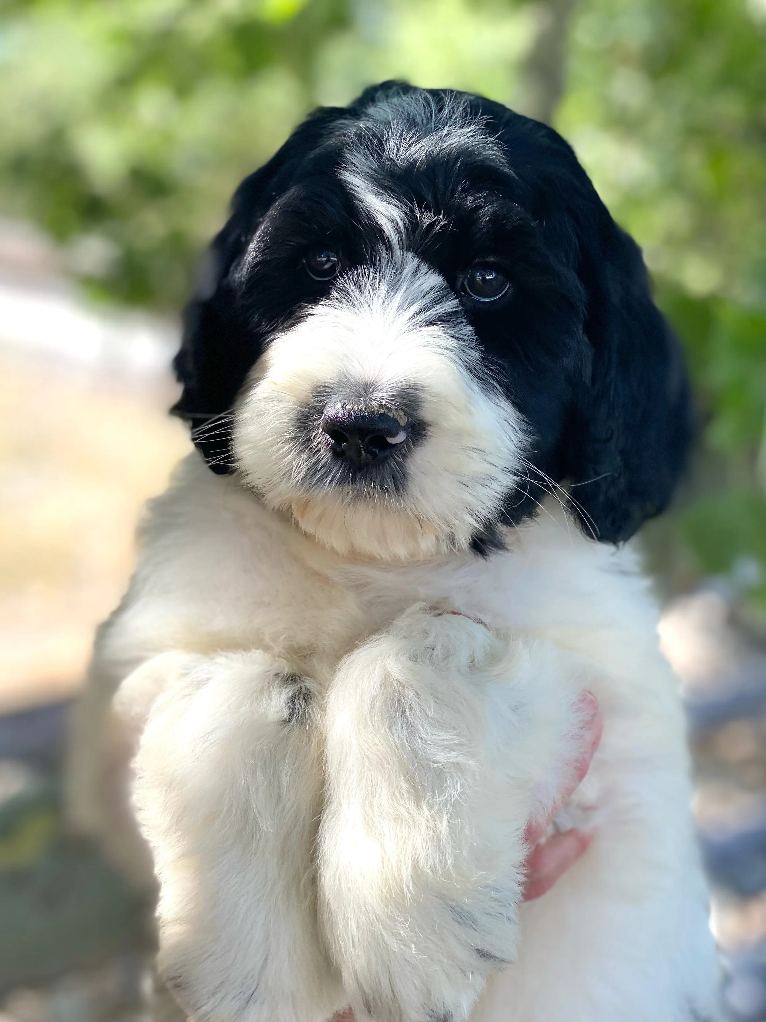 HannahandEmile-1 (3).jpeg