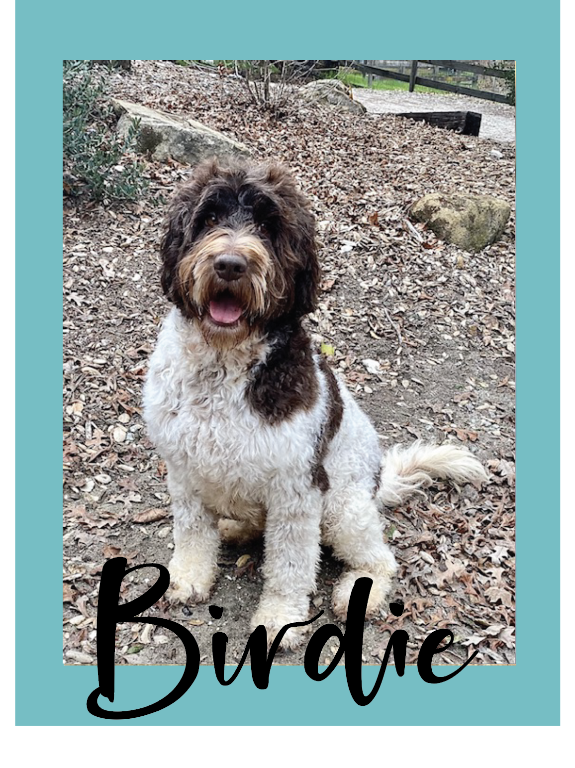 Birdie Photo