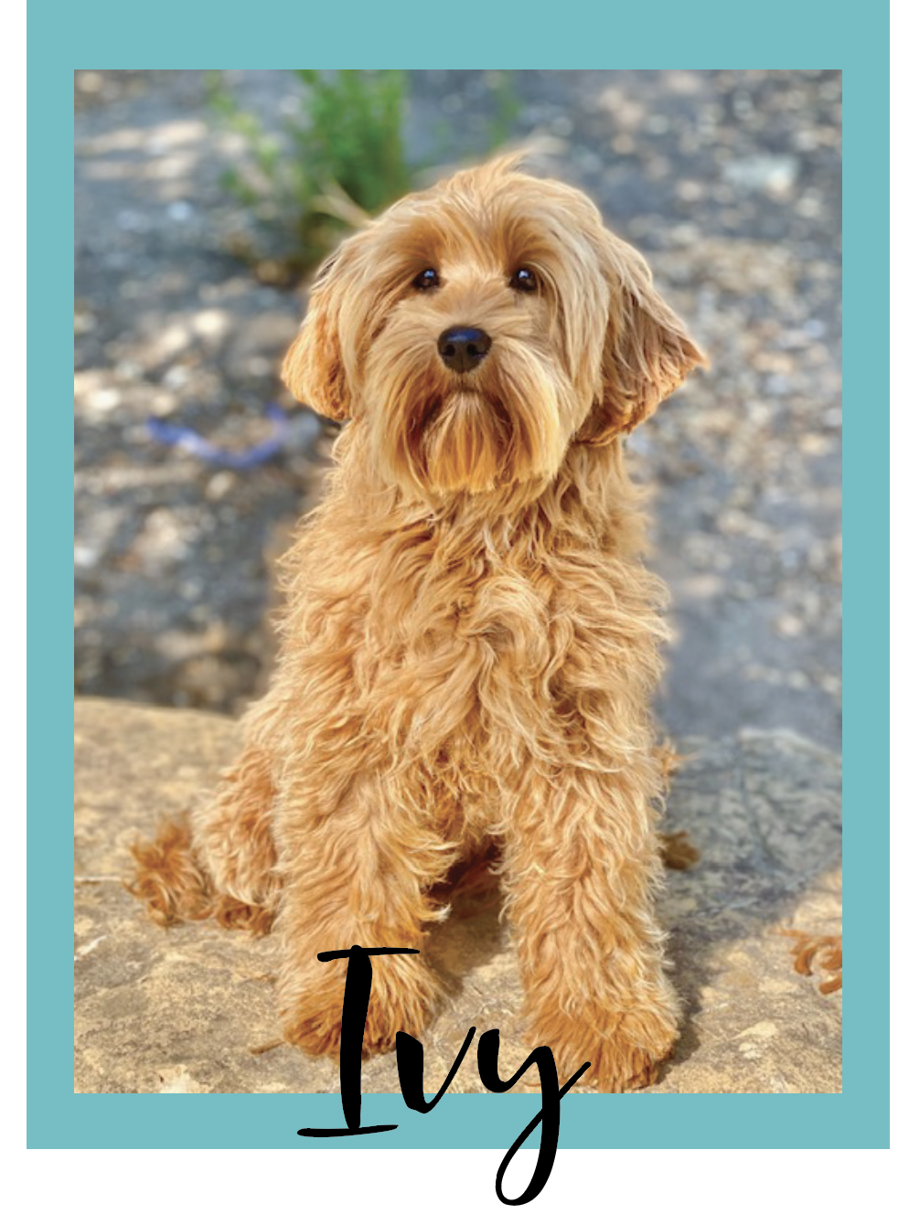 Photo of Labradoodle Ivy