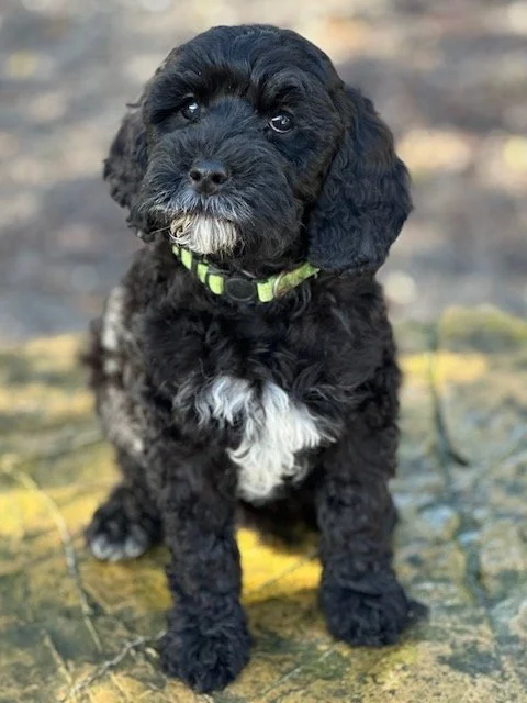 Loveable Labradoole Puppy Hedy Hansel Green Collar