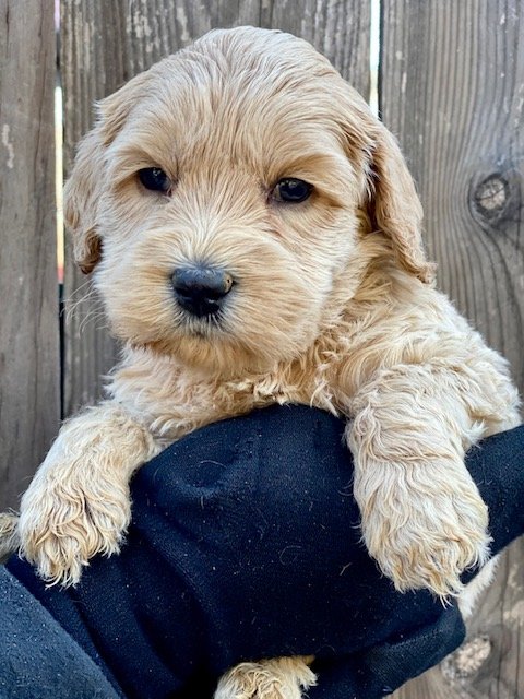 Teal Collar Male Puppy