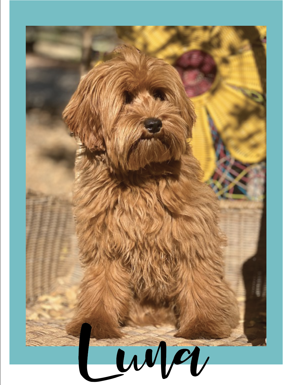 Luna Labradoodle Dam