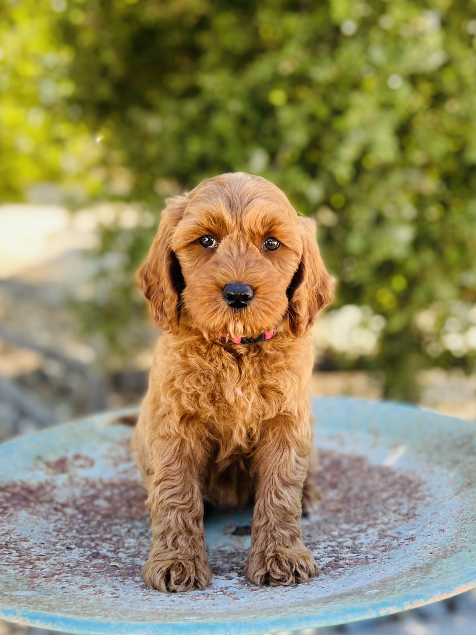 Photo of Pink Collar Apricot Female