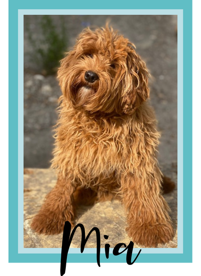 Mia Labradoodle Mini Dam Photo
