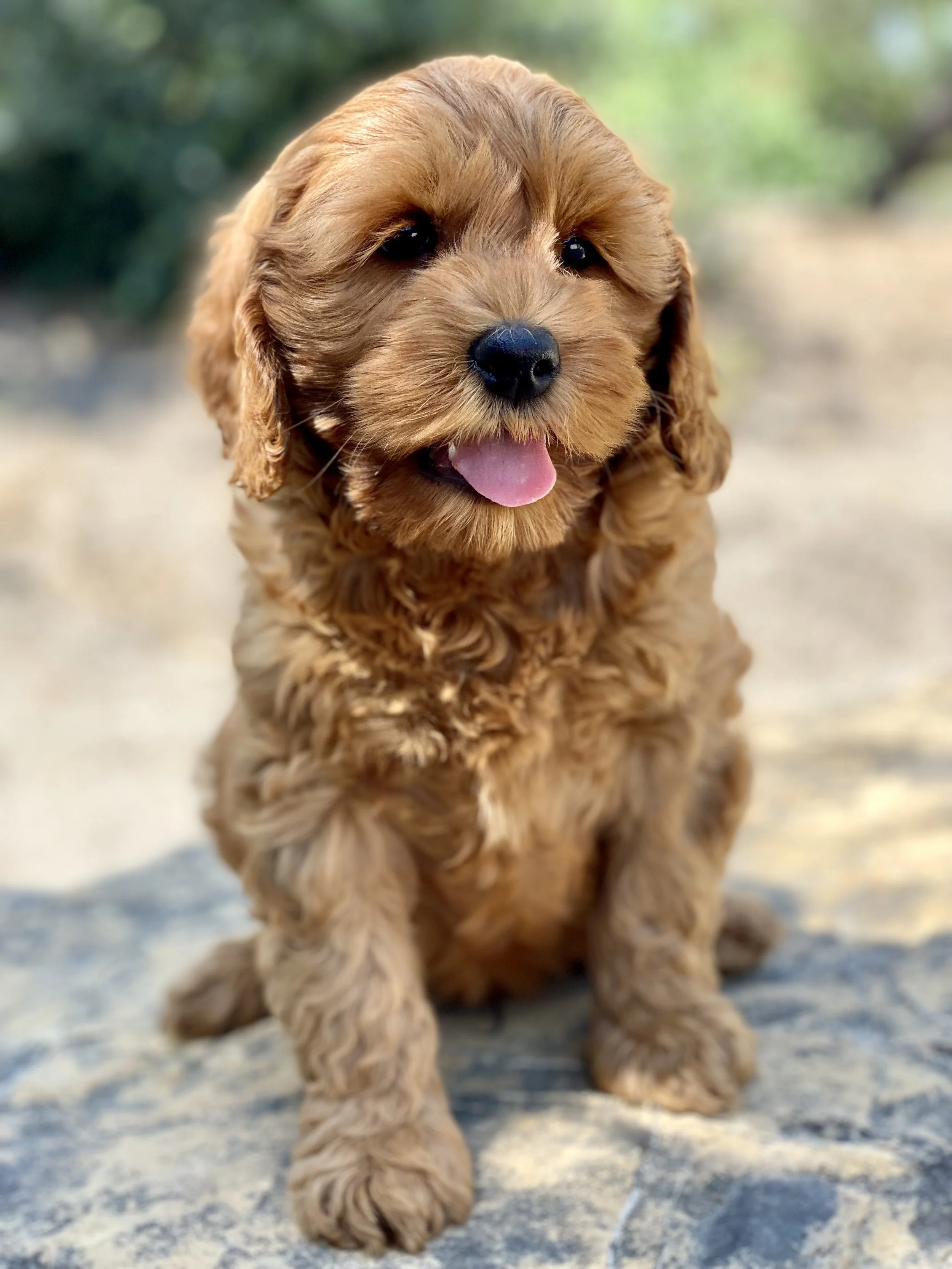 Maya and Remo's Green Collar Male Labradoodle Puppy