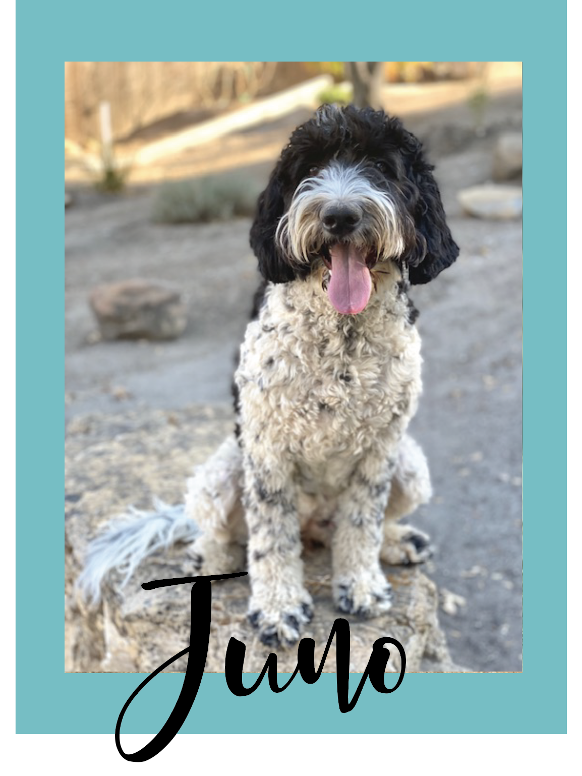 Photo of Juno