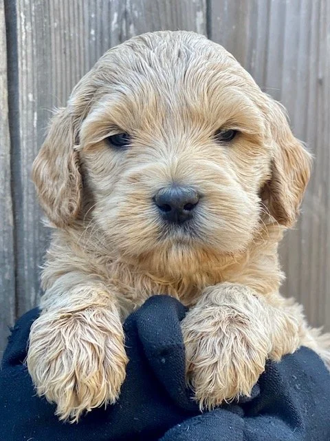 Orange Collar Male Puppy