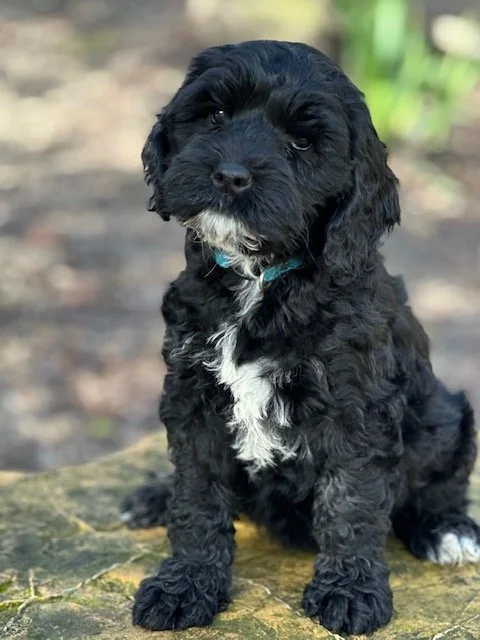 Loveable Labradoodle Puppy Hedy Hansel Teal Collar