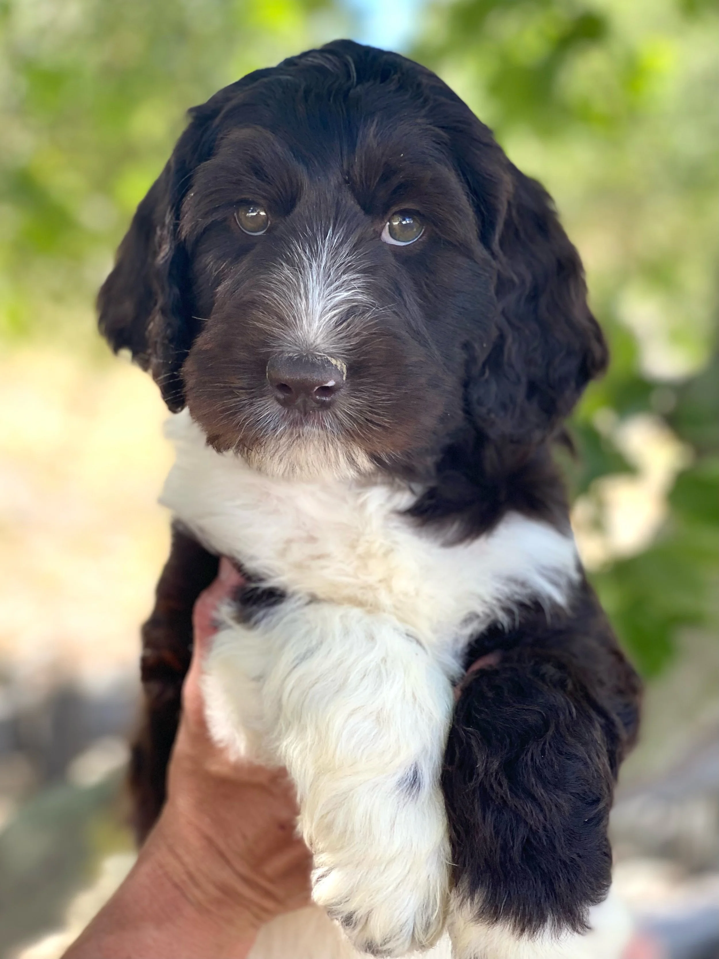 HannahandEmile-1 (1).jpeg