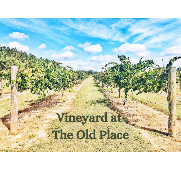 Vineyard at The Old Place.png