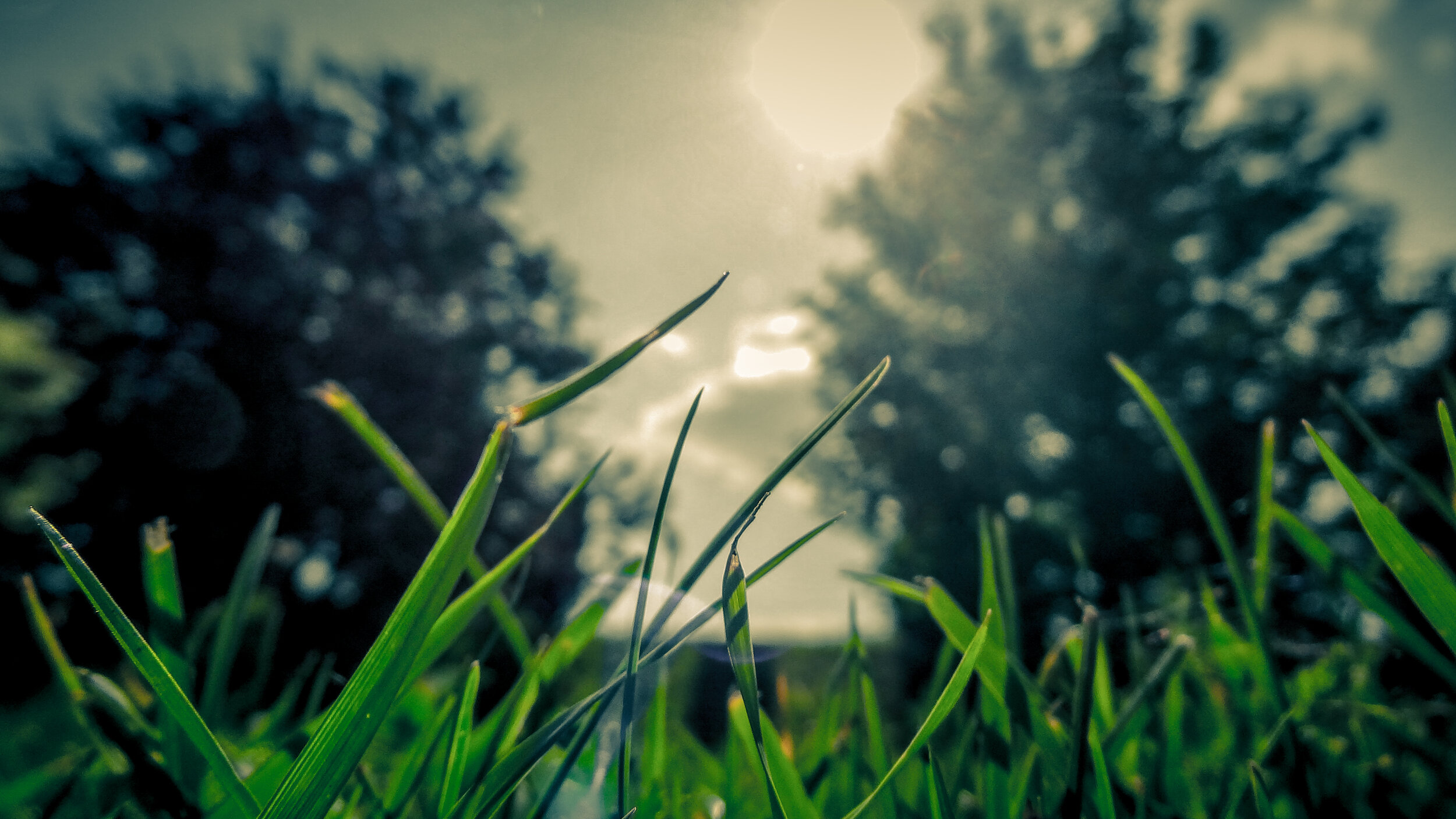 McKinney Lawn Care.jpg