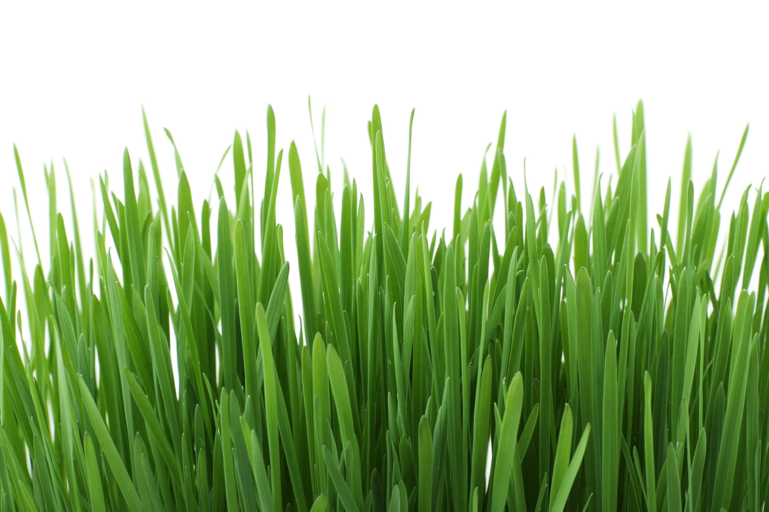 mckinney-lawn-fertilization.jpeg