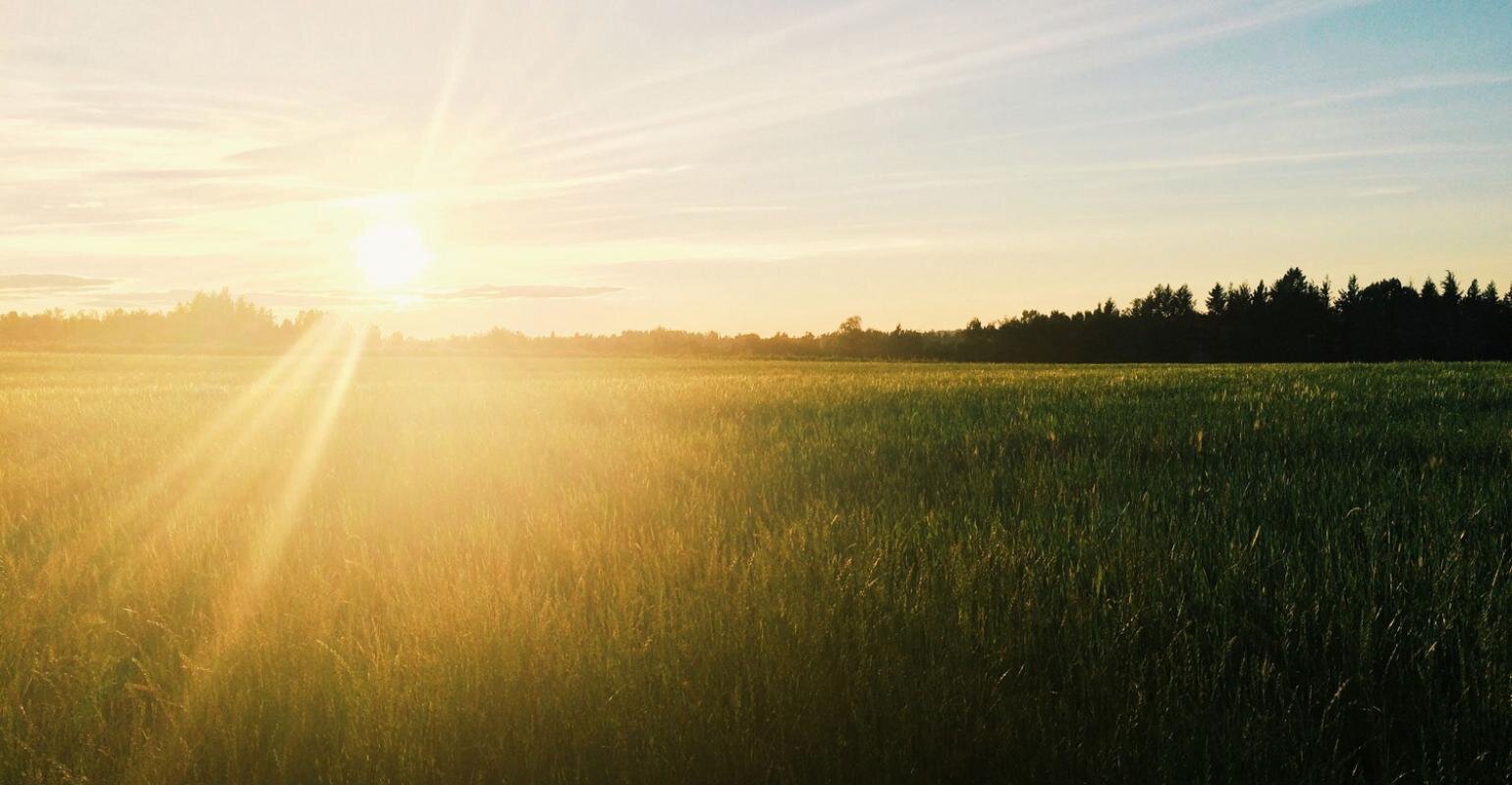 Sun_shining_over_wheat_field-164.jpg