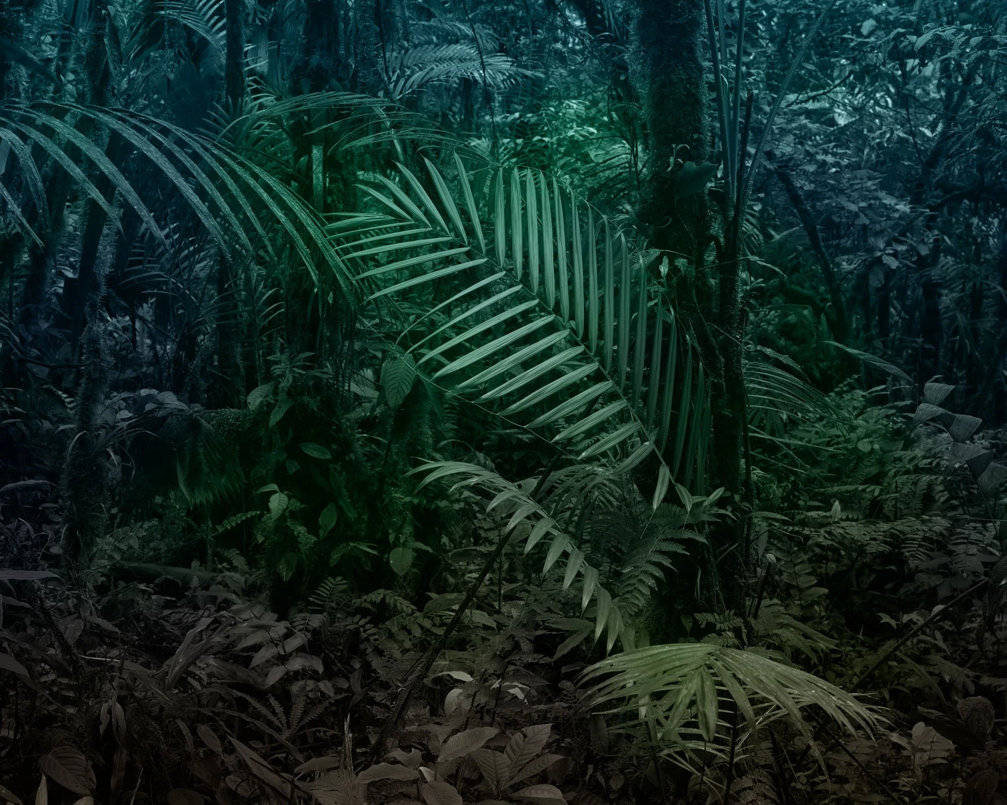 Fern.jpg