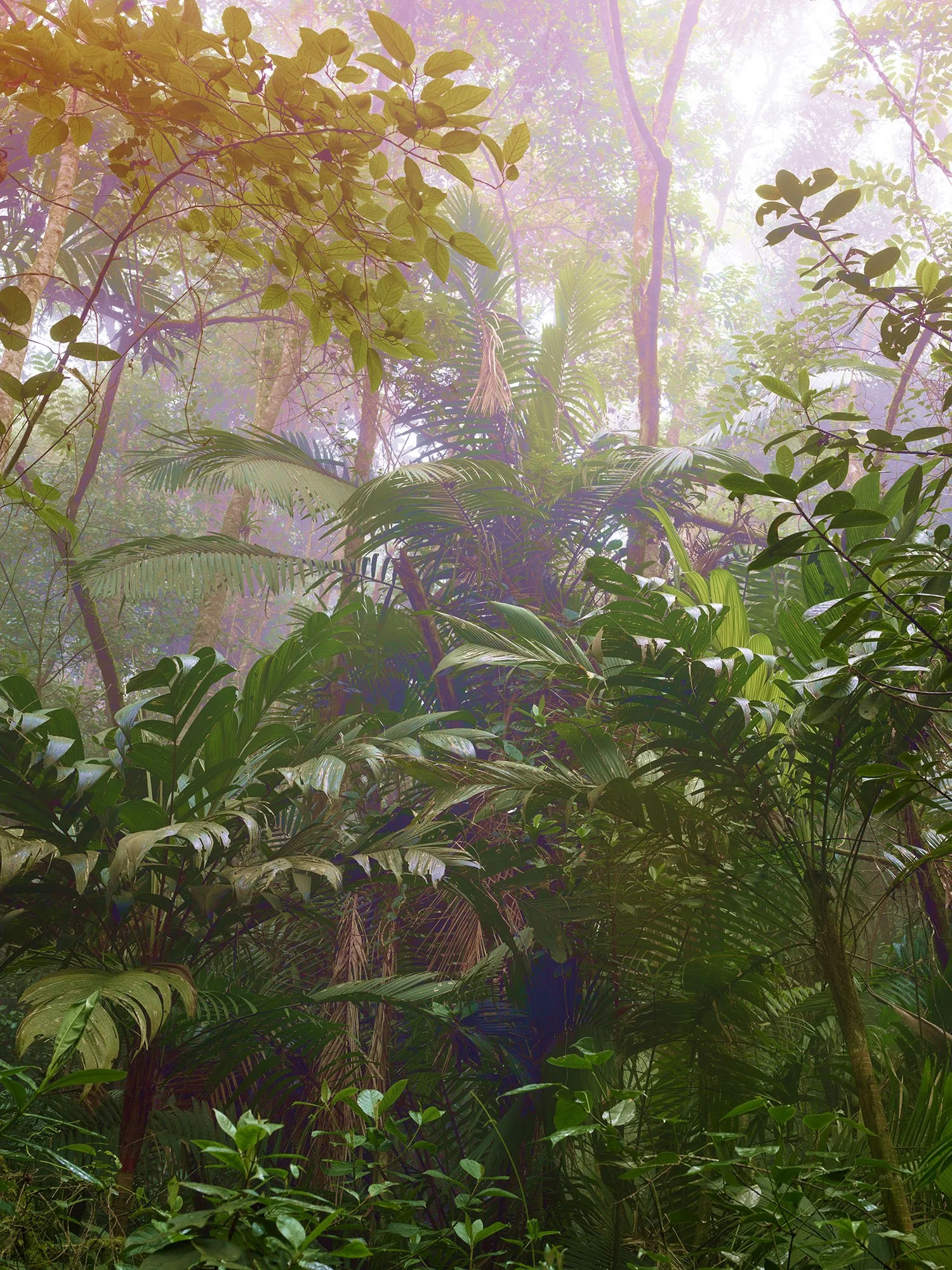 palms 2 copy.jpg