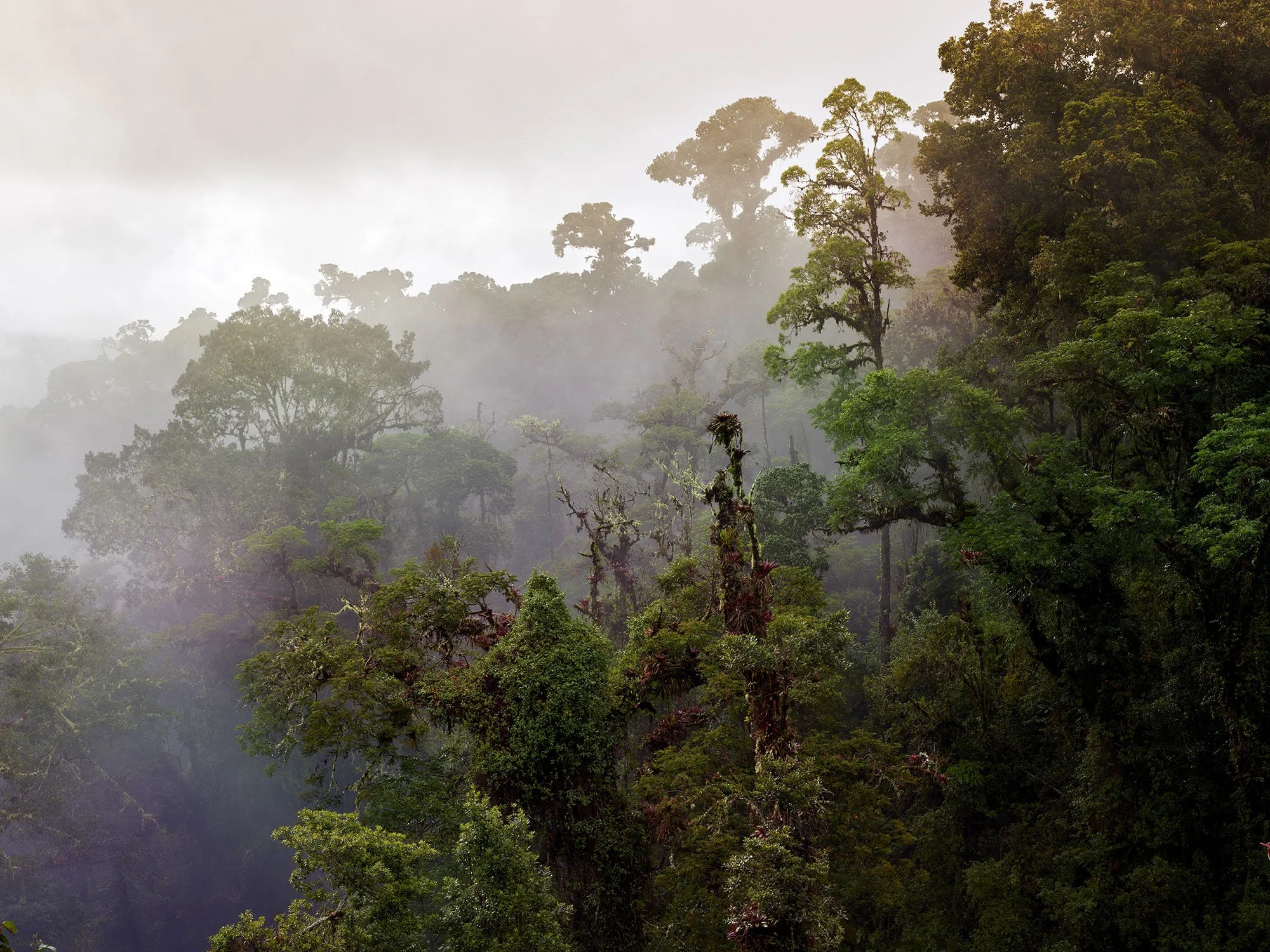 Quetzallodge_cloudforest copy.jpg
