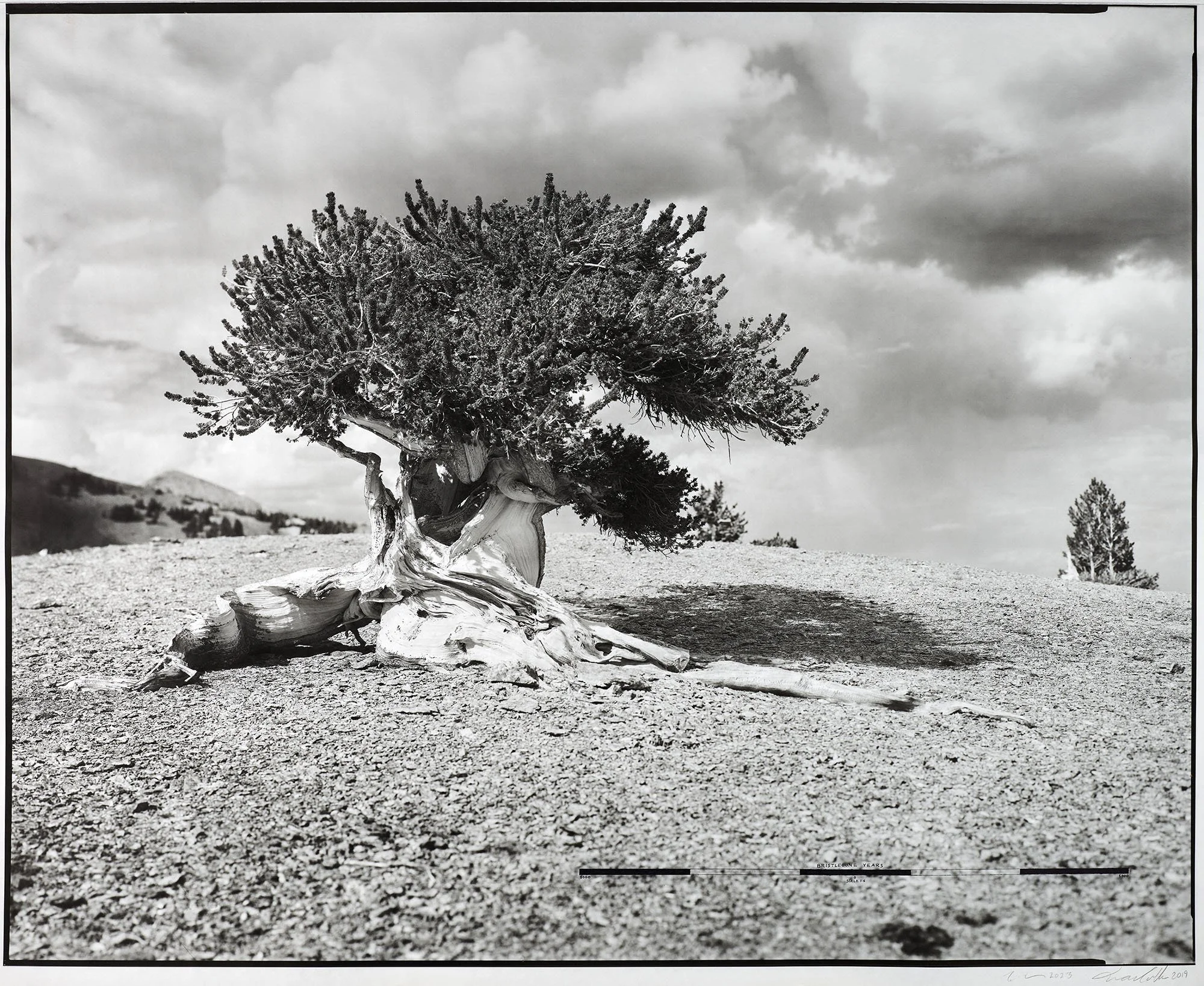 bristlecone copy.JPG