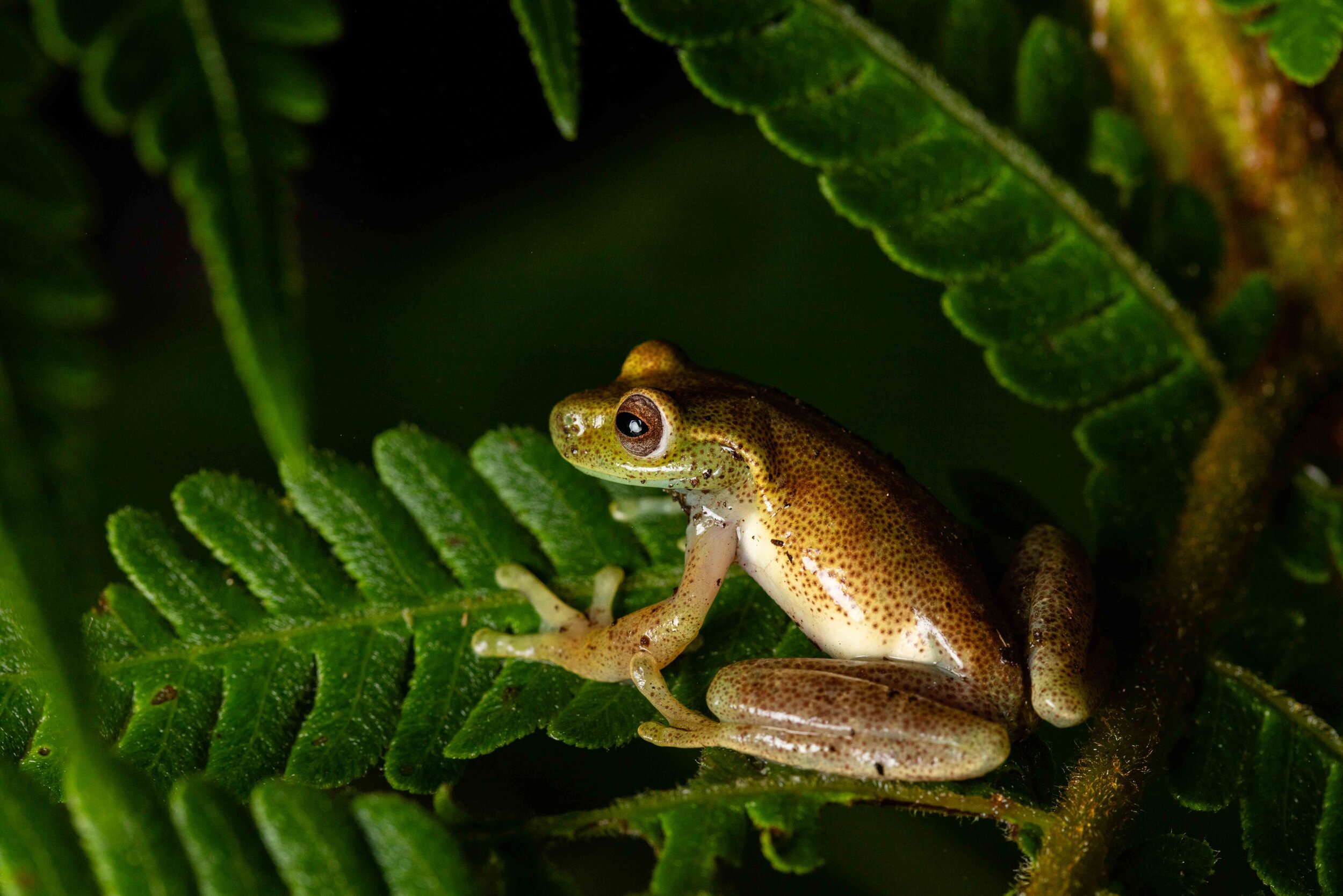 Male Hyloscirtus sp. CC. | Photo by Callie Broaddus