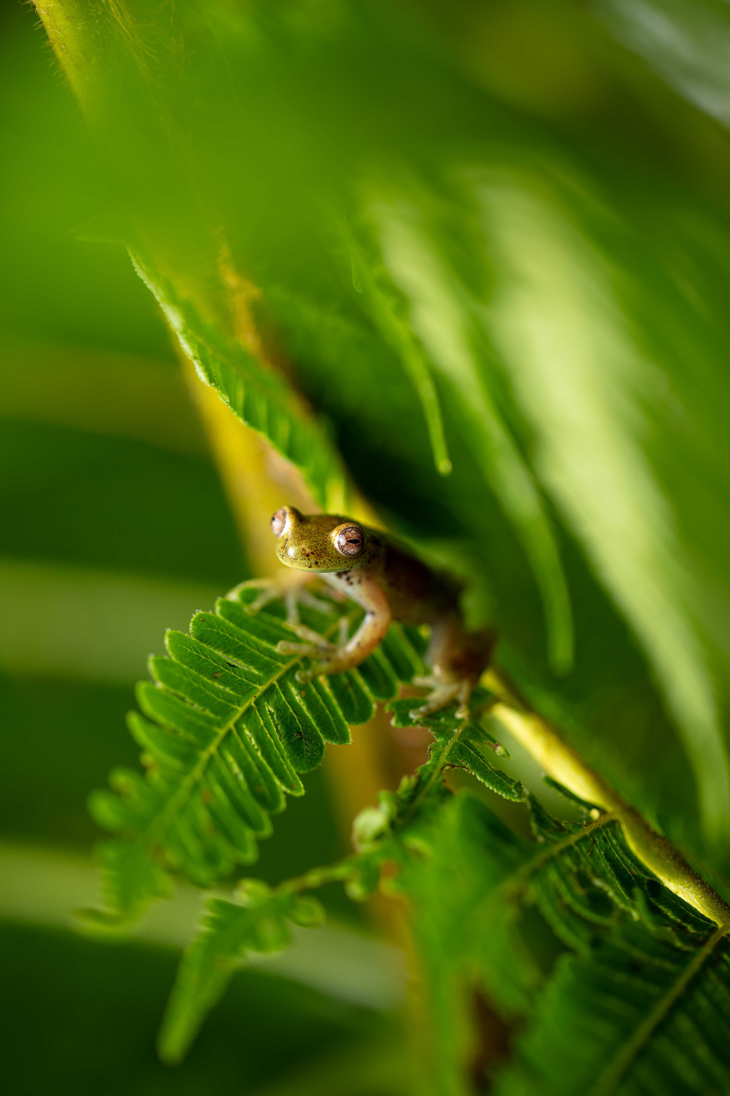 Male Hyloscirtus sp. CC. | Photo by Callie Broaddus