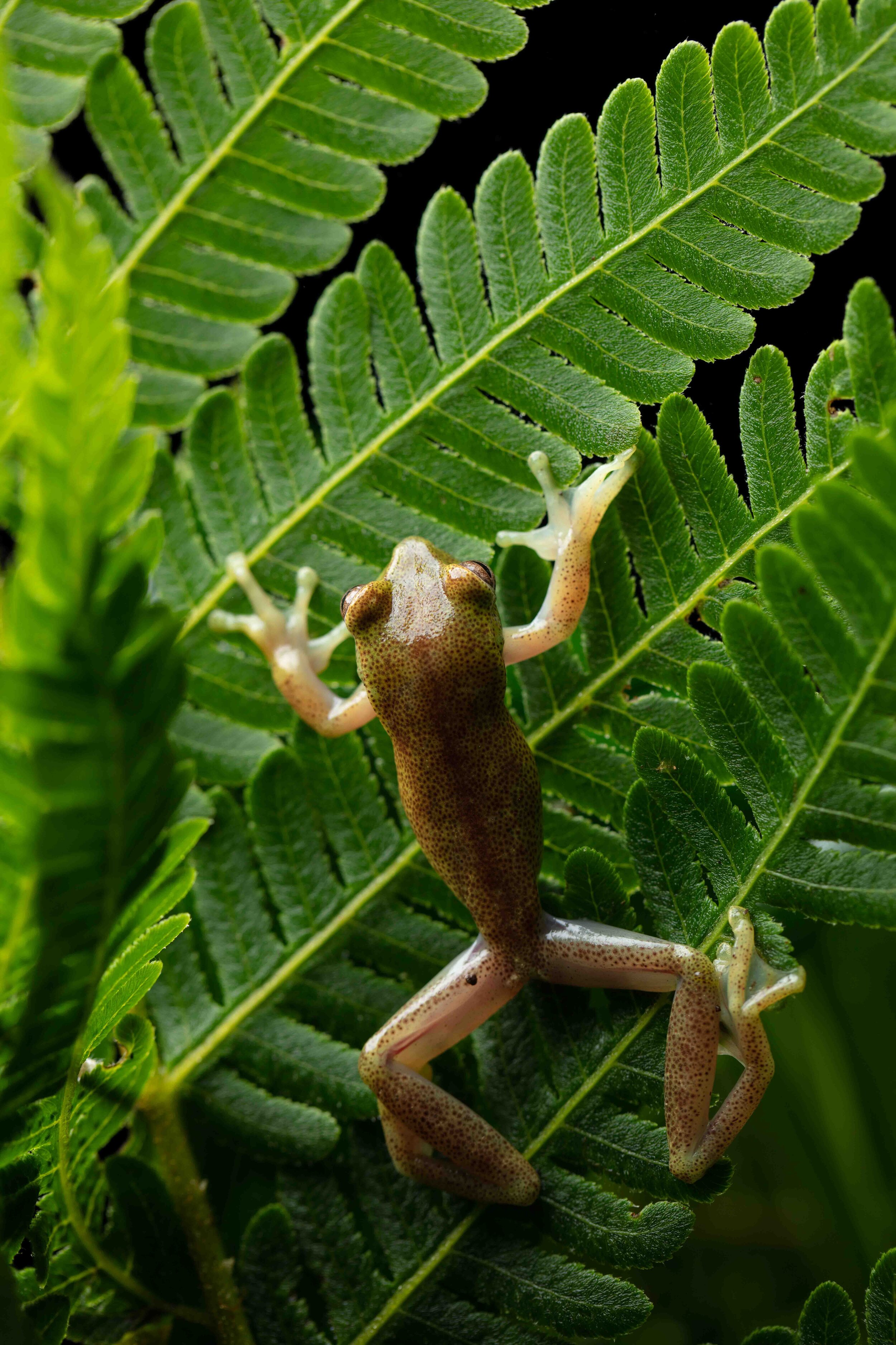 Male Hyloscirtus sp. CC. | Photo by Callie Broaddus