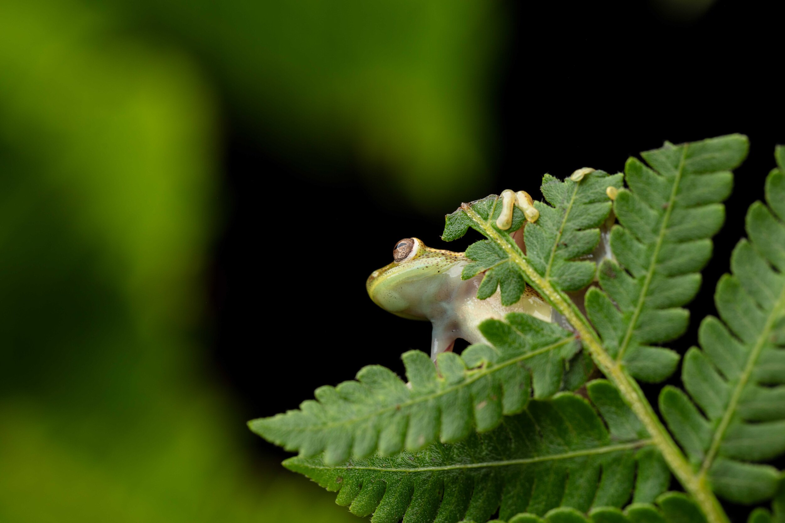 Male Hyloscirtus sp. CC. | Photo by Callie Broaddus