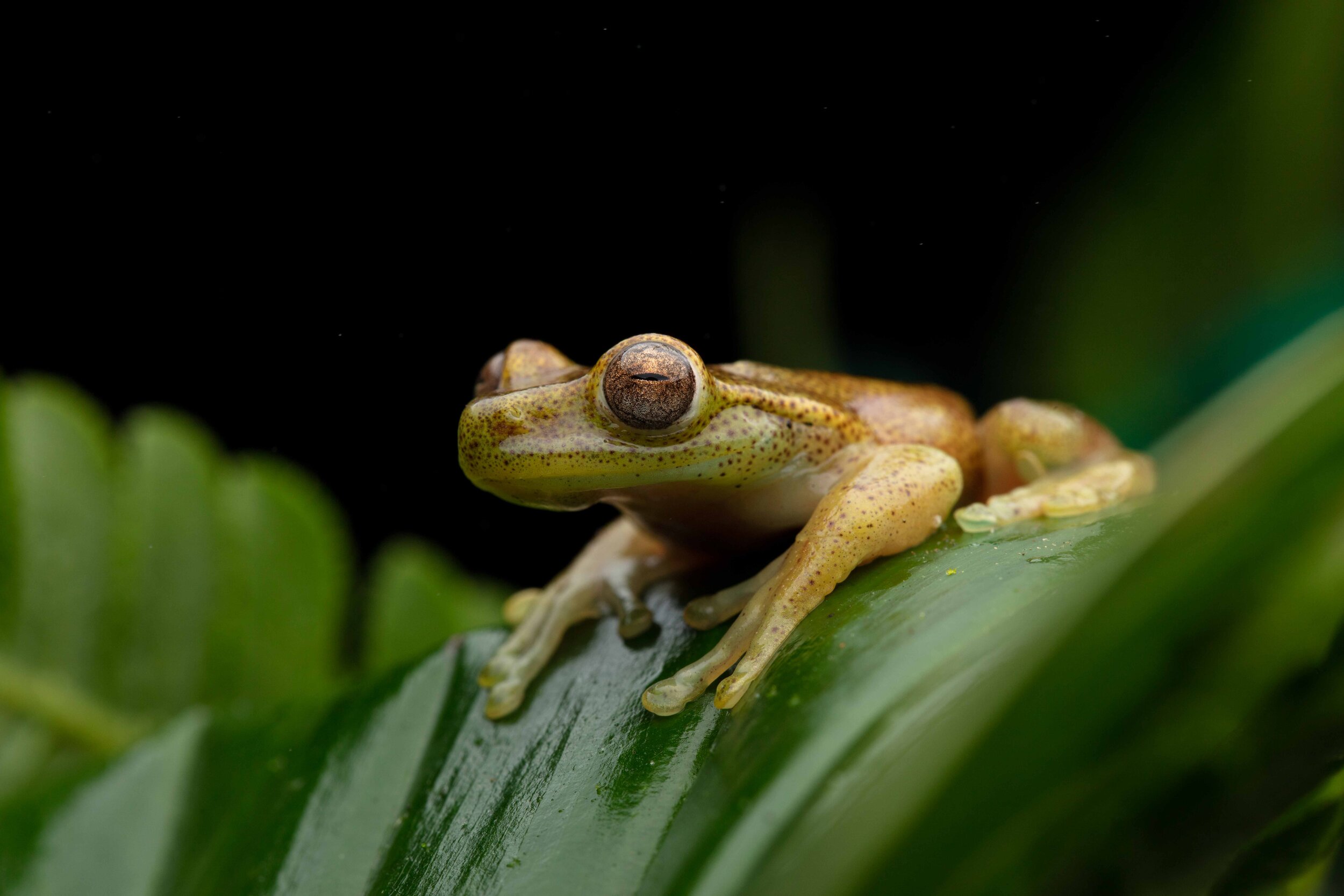 Male Hyloscirtus sp. CC. | Photo by Callie Broaddus