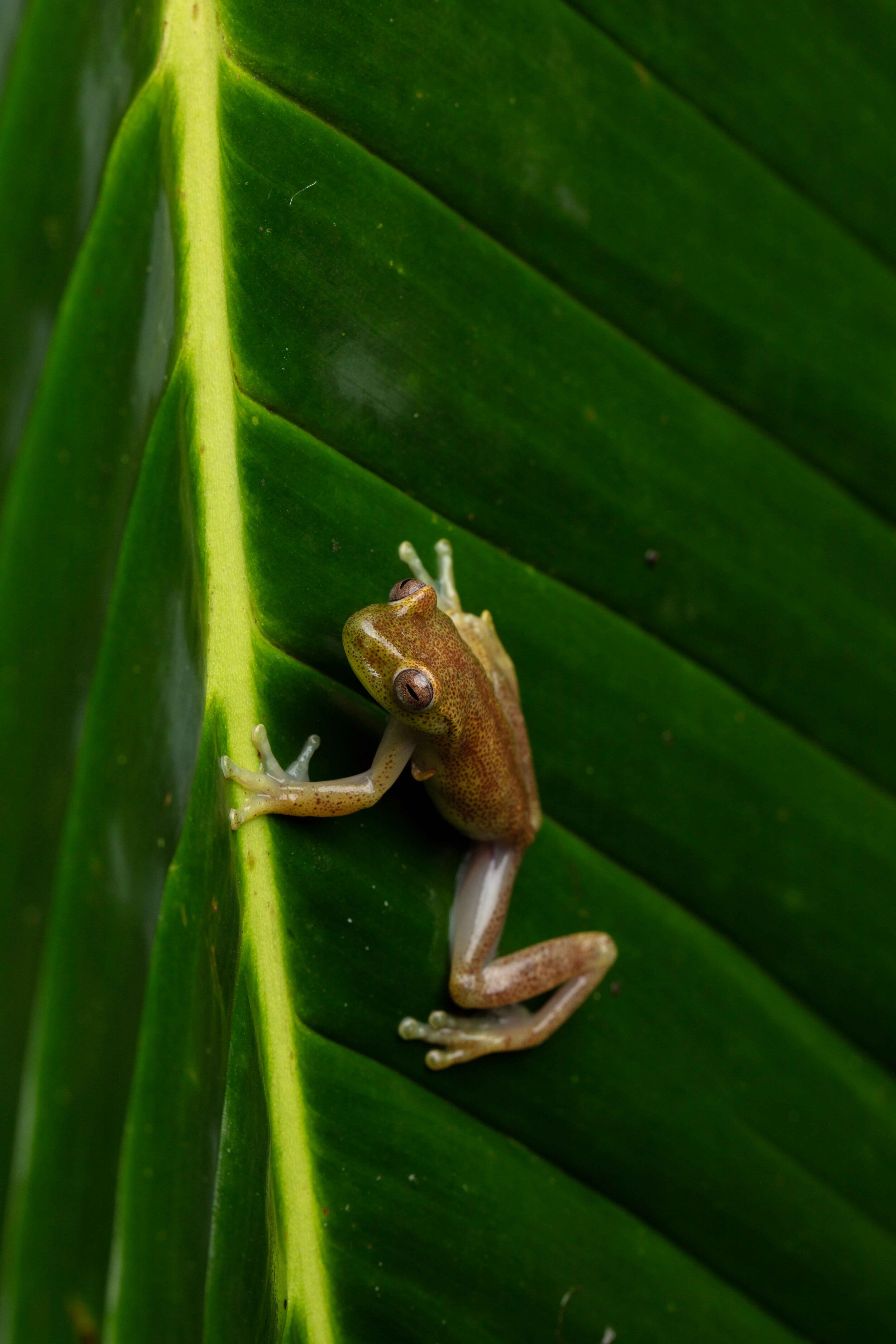 Male Hyloscirtus sp. CC. | Photo by Callie Broaddus