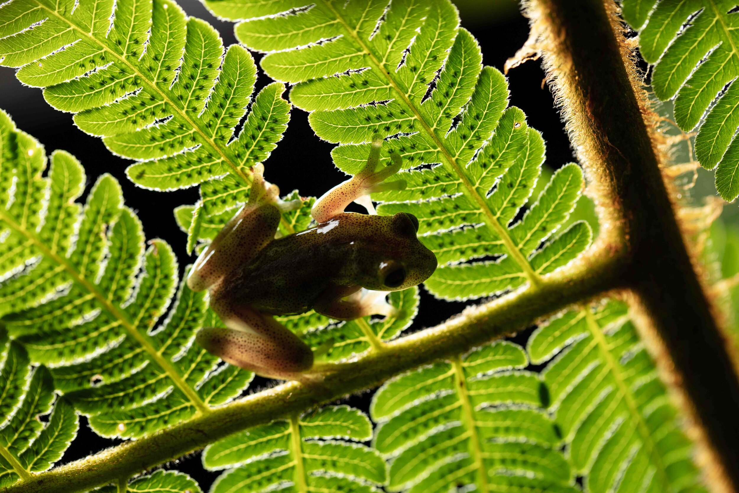 Male Hyloscirtus sp. CC. | Photo by Callie Broaddus