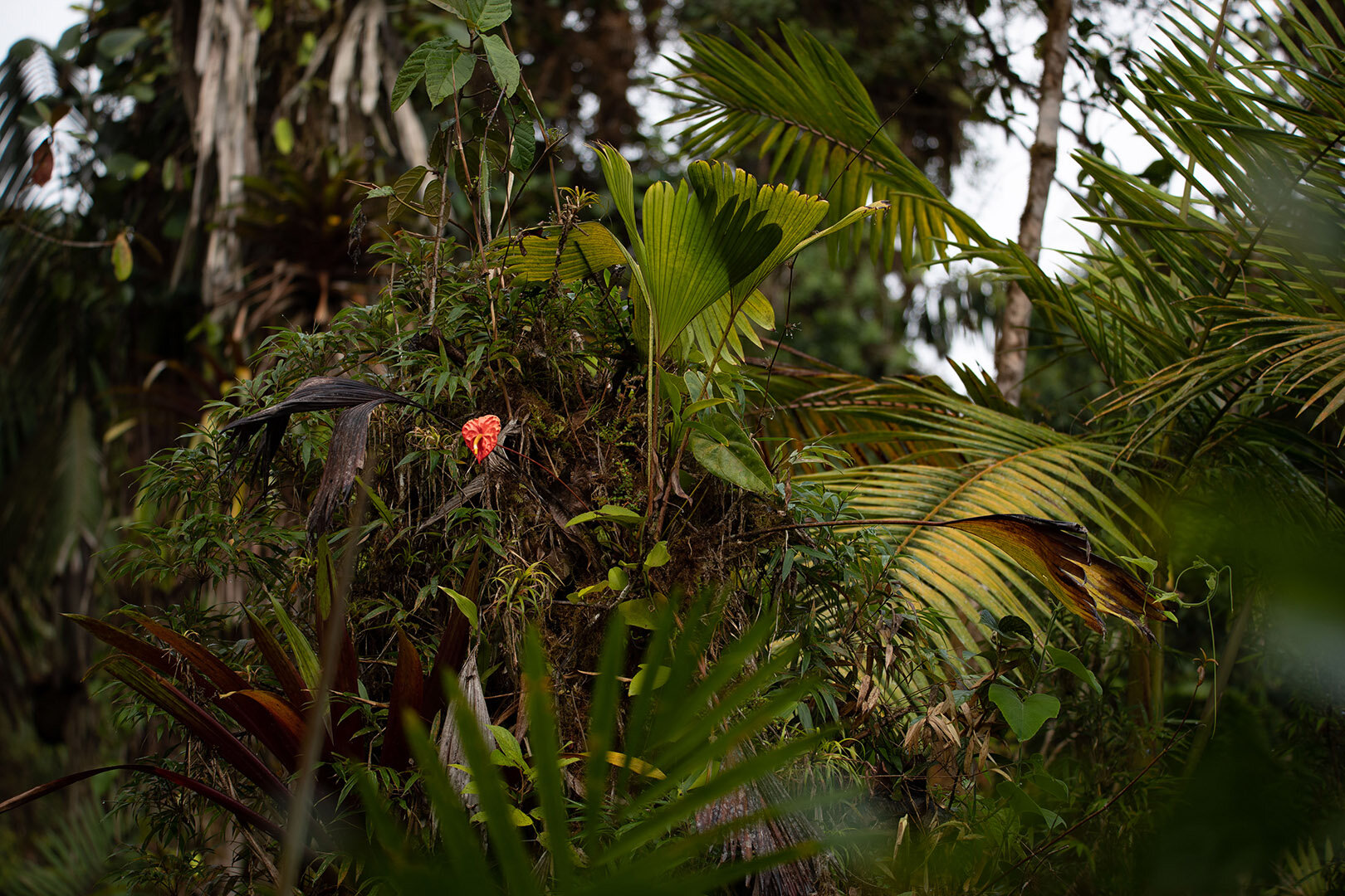 Anthurium andraeanum in the wild | Photo by Callie Broaddus