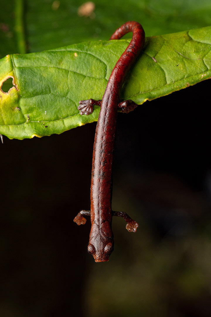 Bolitoglossa sp. | Photo by Callie Broaddus