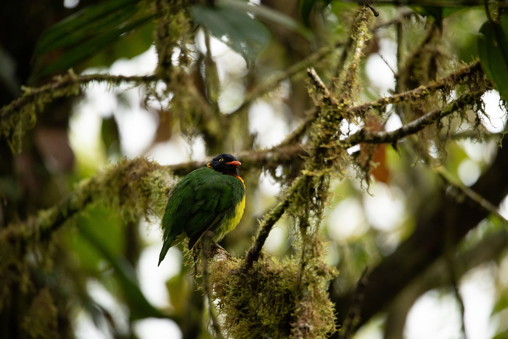 Orange-breasted Fruiteater | Photo by Callie Broaddus