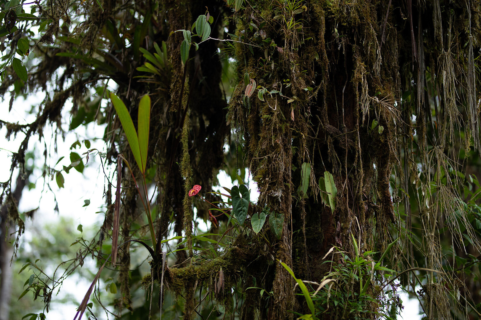 Inside the cloud forest | Photo by Callie Broaddus