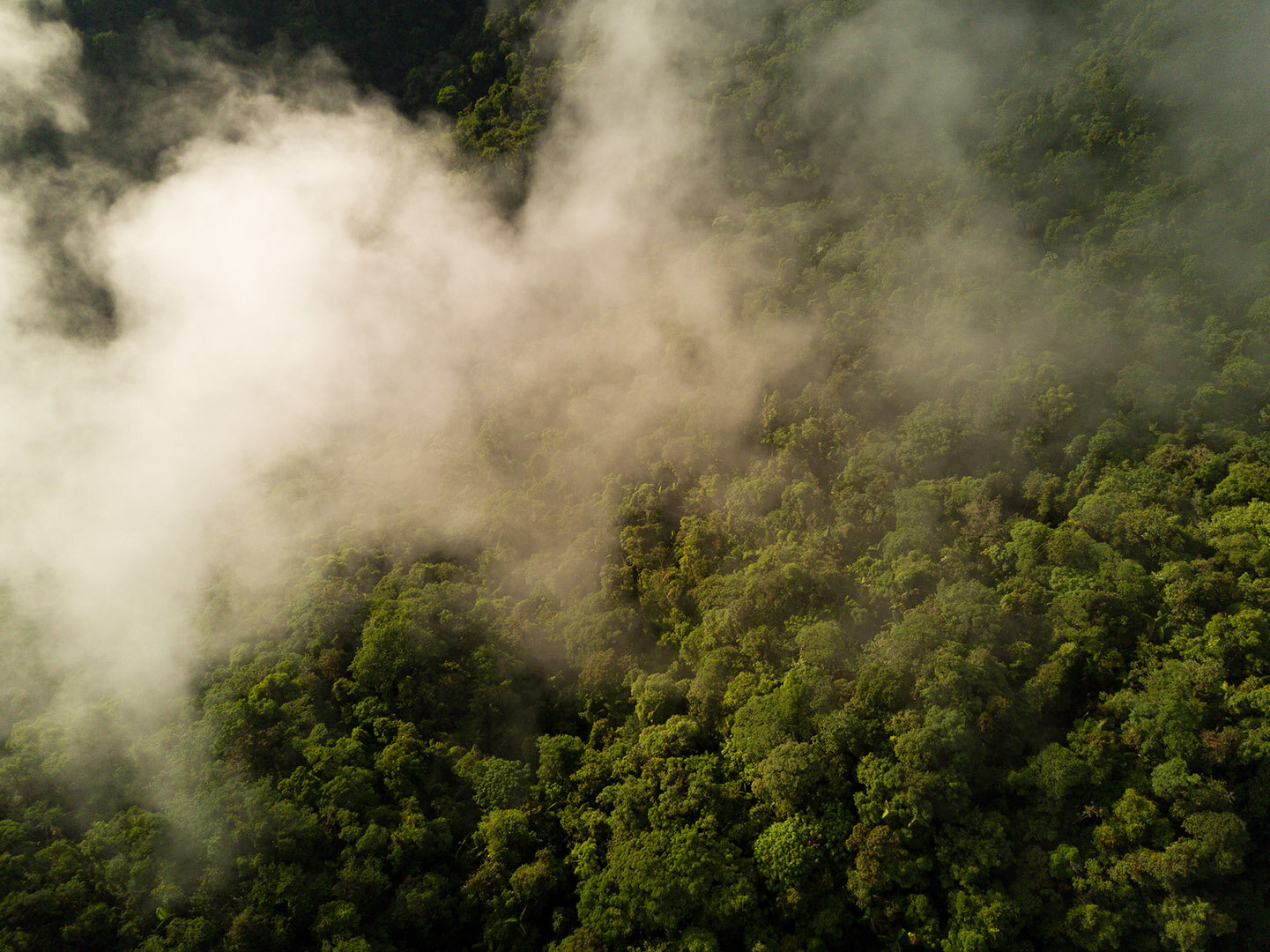 Above the cloud forest | Photo by Callie Broaddus