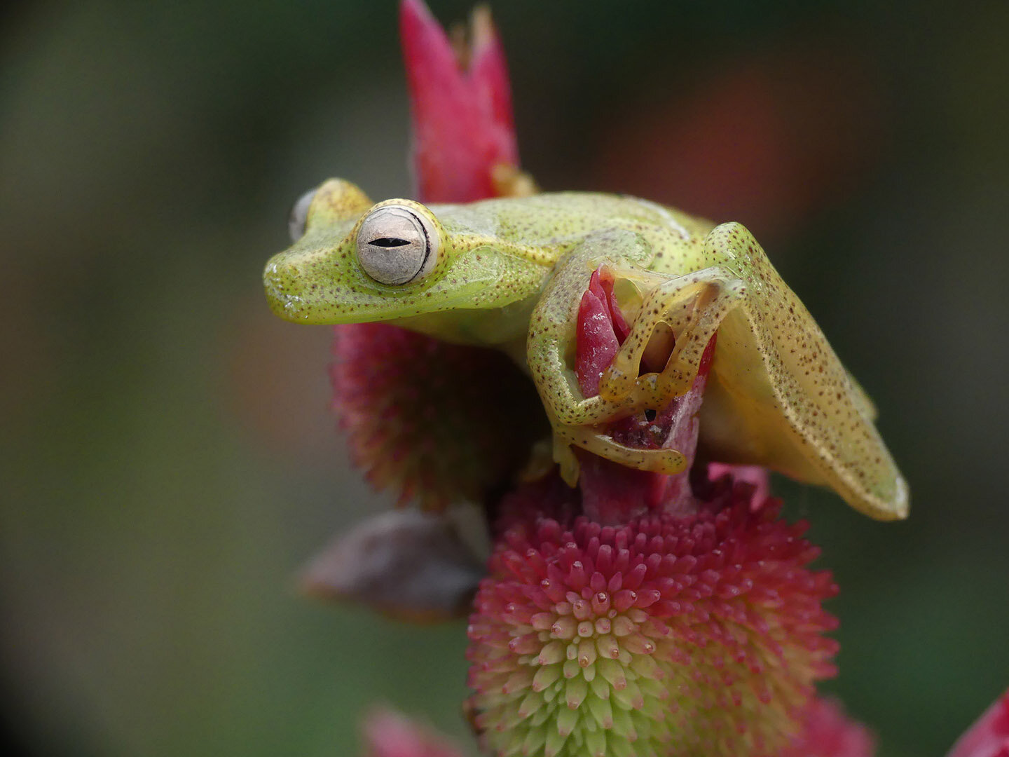 Male Hylocirtus sp. CC. | Photo by Juan Pablo Reyes Puig / Fundación EcoMinga & INABIO scientist