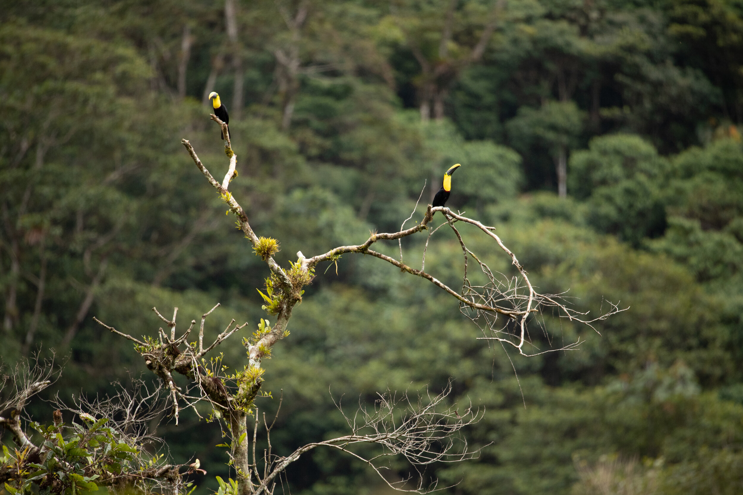 Chocó Toucans