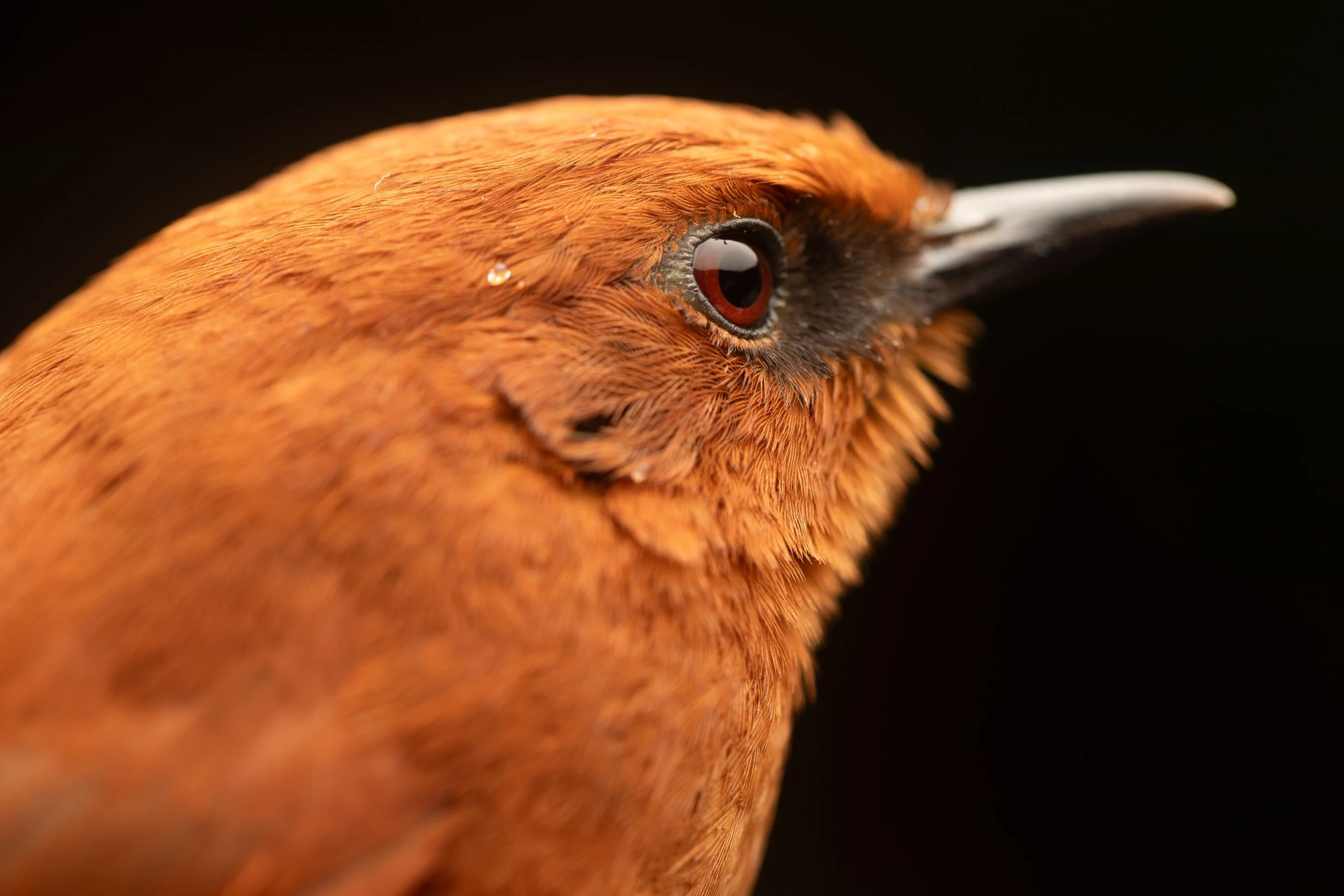 Rufous Spinetail (Synallaxis unirufa), photo by Juan Andrés Quintero