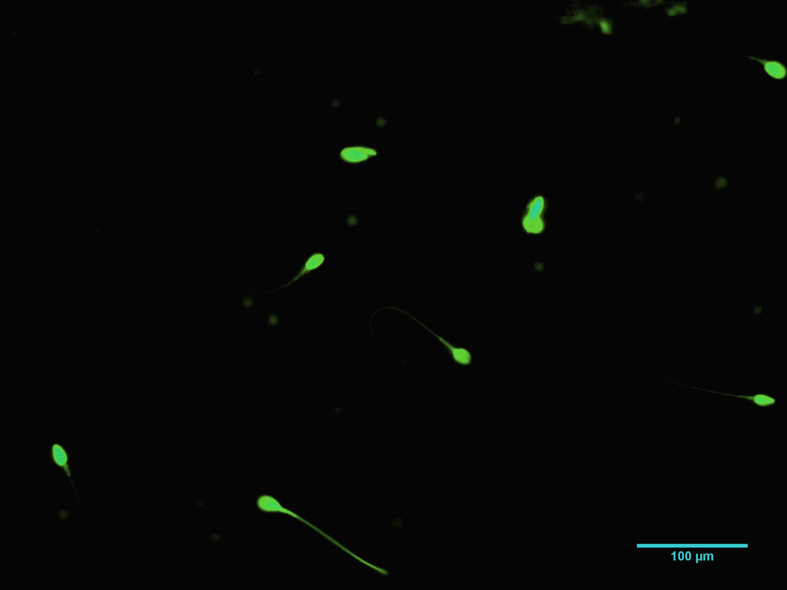 Visuale esplorativa per Andromedabet